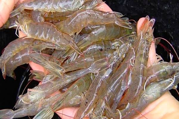 5 Jenis Udang Terenak dan Terpopular di Indonesia Menurut SMKN 2 Indramayu
