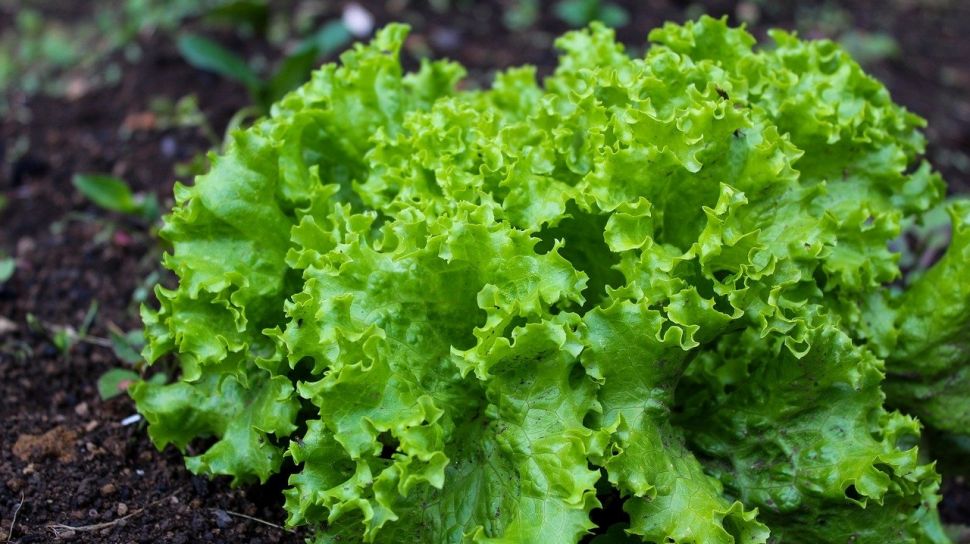 Bekali Murid dengan Ilmu Wirausaha, SMKN 3 Maluku Tenggara Kembangkan Produk Pertanian Organik