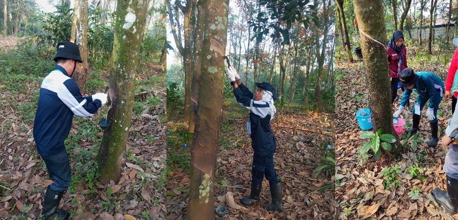Bekal Agribisnis untuk Guru, Ini 5 Tahapan Produksi Karet ala BBPPMPV Pertanian