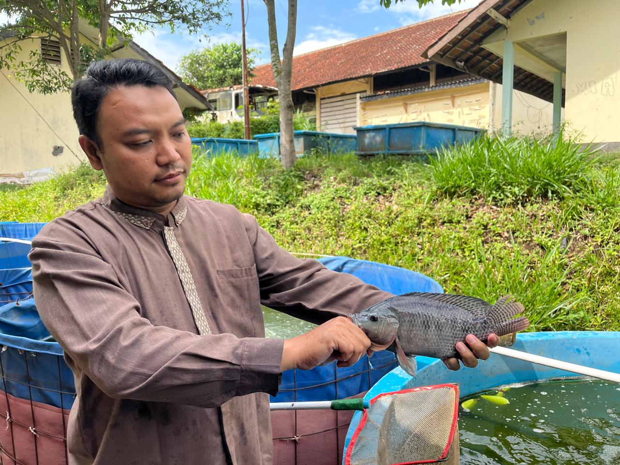 Murid SMK Agribisnis Perikanan Wajib Tahu, Inilah Cara Membedakan Ikan Nila Jantan dan Betina