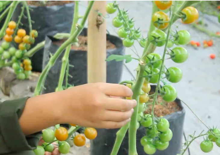 Petani Milenial Bukan Cuma Cangkul, Ini 3 Hal yang Dipelajari Siswa SMK Agribisnis Tanaman Pangan dan Hortikultura