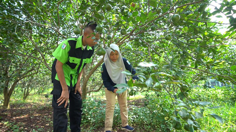 Ingin Punya Kebun Jeruk? Kenali Cara Menanam dan Merawatnya