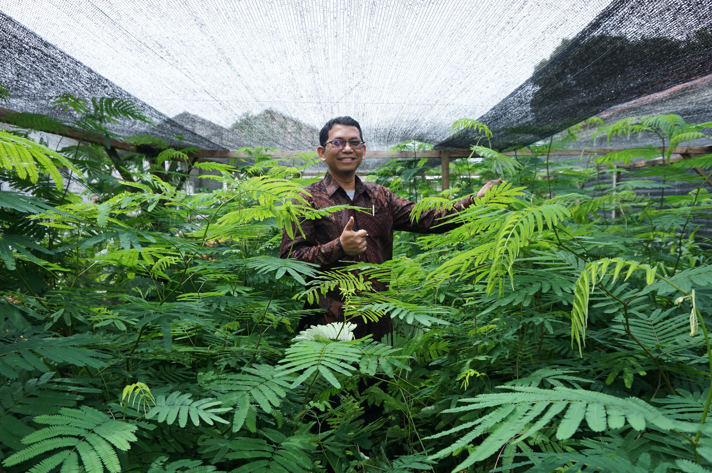 Potensial Sebagai Bioenergi, Politani Payakumbuh Kembangkan Tanaman Kaliandra Merah