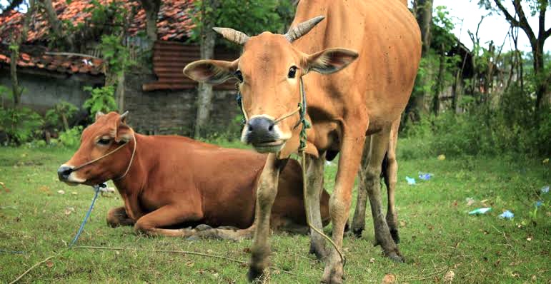 3 Cara Memilih Sapi Potong yang Baik dan Sehat