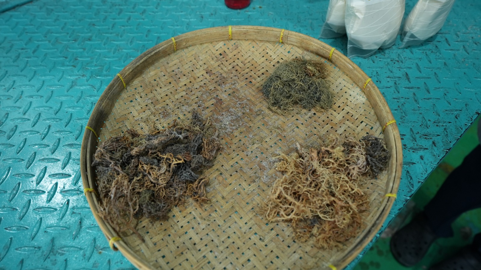 Mengenal 3 Jenis Rumput Laut Menurut Guru SMTI Makassar